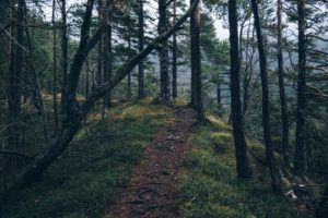adventure-forest-nature-4029-824x550 3