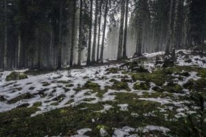 forest-nature-snow-4058-824x550 3
