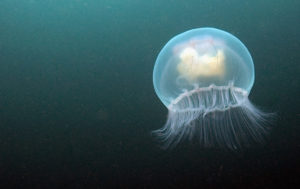 Jellyfish 3
