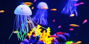 jellyfishhav_image