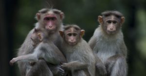 monkey_hanuman_god_worship