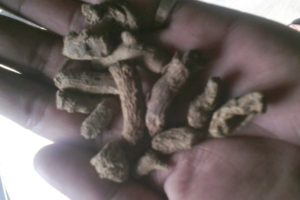 kali-haldi-black-turmric