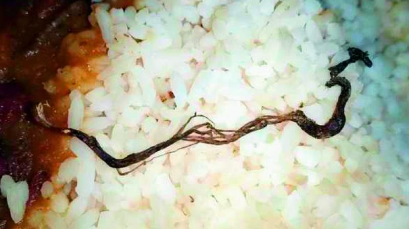 Snake_in_Mid-day_meal