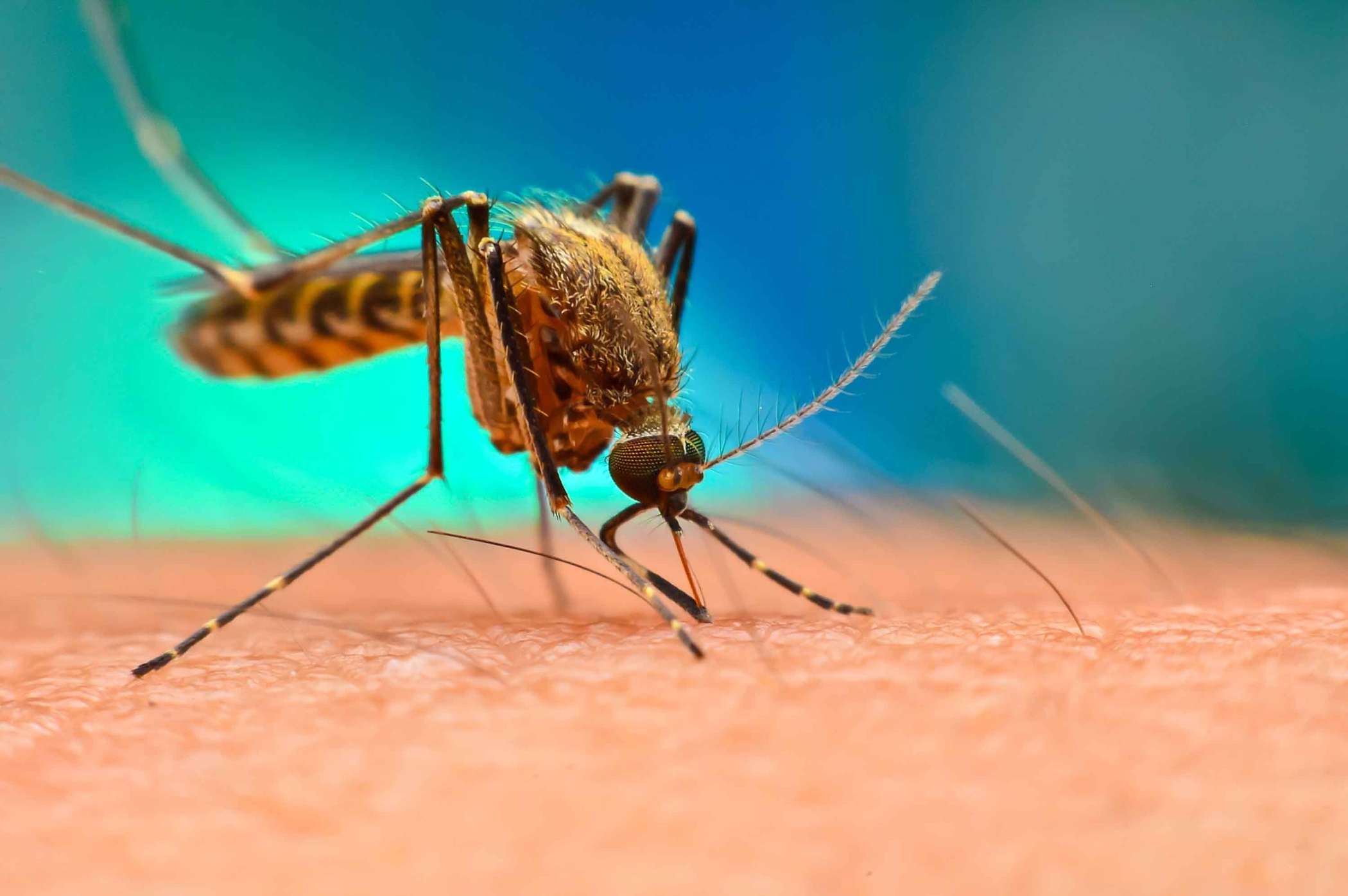 World Malaria Day 2020 : आखिर क्यों मनाया जाता हैं विश्व मलेरिया दिवस, कब हुई इसकी शुरुआत