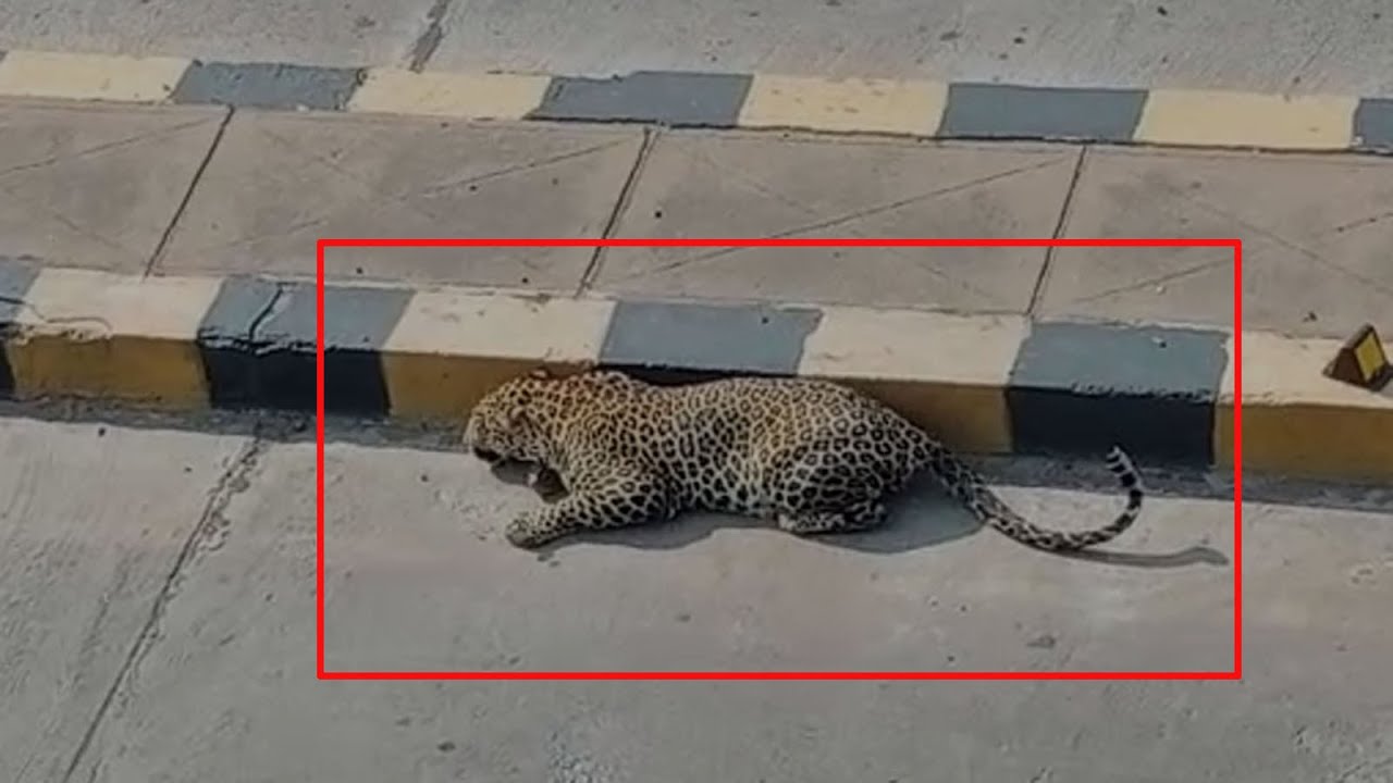 Leopard on hydrabad roads : हैदराबाद में सड़क पर आराम फरमाता नजर आया तेंदुआ, वीडियो वायरल