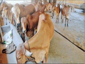 gir_cow_2019611_154218_11_06_2019 3