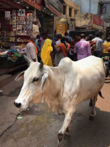 cow 3
