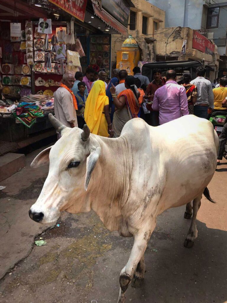 cow in jaunpur : उत्तर प्रदेश में गाय की मौत, अंतिम संस्कार कर छपवाया शोक संदेश अब तेरहवीं में कार्ड बांटकर दे रहे भोज का निमंत्रण 2