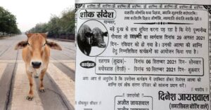 cow in jaunpur