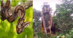 boa constrictors