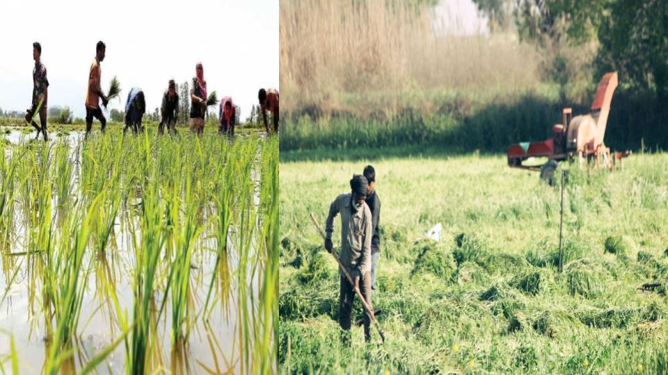 PMFBY : यूपी में किसानों को सरकार दे रही मुआवजा, 27 लाख किसानों को मिली राहत