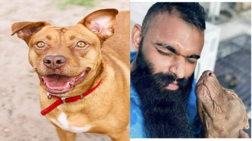 Pitbull Dog : पालतू कुत्ते ने अपनी ही मालकिन को नोच-नोच कर मार डाला, बेटा बोला-कुत्ते का नहीं है कोई दोष