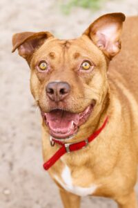 pexels-joey-4043573 3