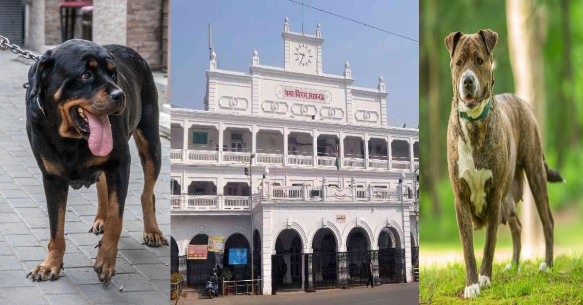Lucknow Nagar Nigam : यूपी में इतने हज़ार लोगों के पास हैं पिटबुल जैसी प्रजाति के खतरनाक कुत्ते, सरकार बनाने जा रही ये खास नियम
