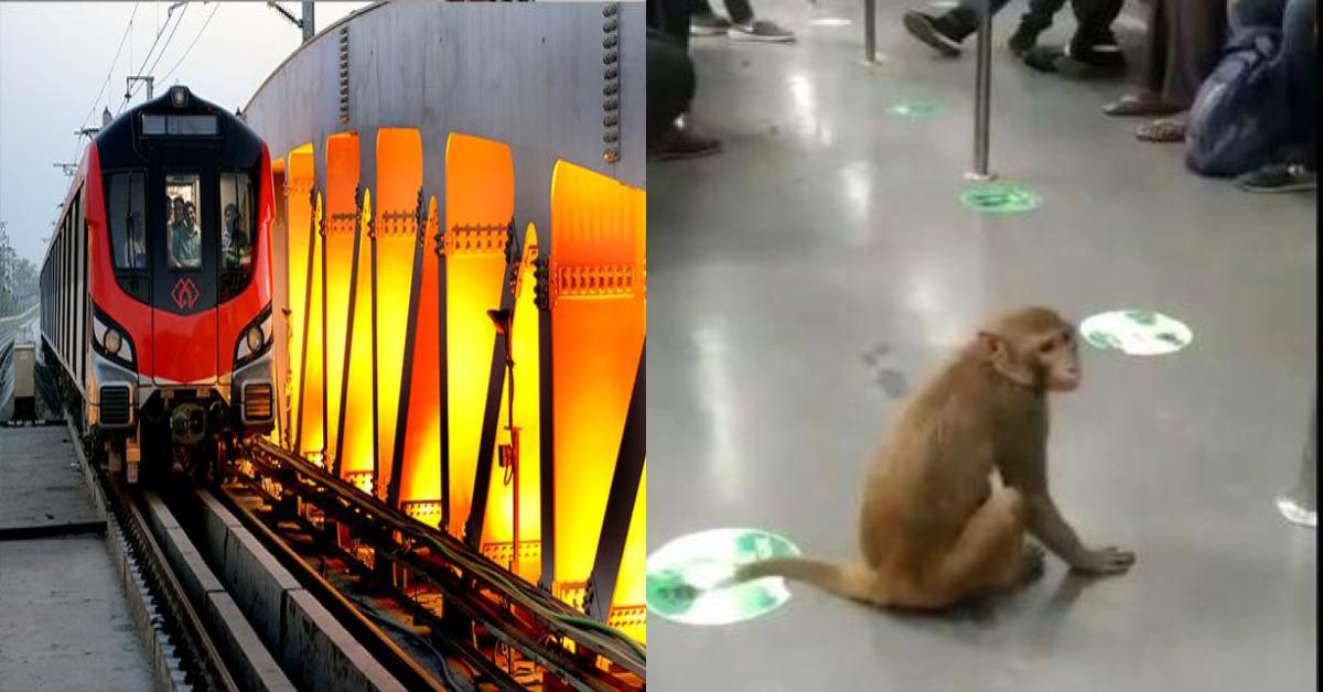 Lucknow Metro News : मेट्रो के लिए समस्या बन रहे बंदरों से निपटेगा प्रशासन, इस तकनीक का होगा उपयोग